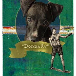 Donnelly - Italian Greyhound puppy in Virginia from Selah Kennel