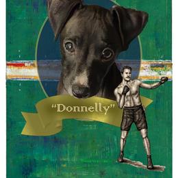 Donnelly - Italian Greyhound puppy in Virginia from Selah Kennel