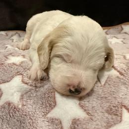 Casper - Cream male Labradoodle puppy in Churchill County Fallon, Nevada from Card Family Ranch