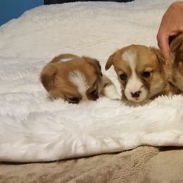 Pembroke Welsh Corgi Puppies from Benischek's P. W. Corgi's