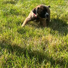 Boerboel Puppies from Grace and H.B. Kennel