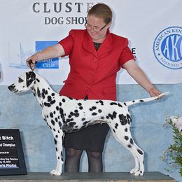 Dalmatians from Regal Dalmatians