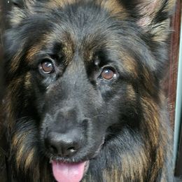 German Shepherds from Moon Dragon Kennels