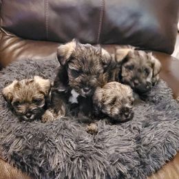 Miniature Schnauzers from Lamb's Little Loves