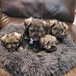 Miniature Schnauzers from Lamb's Little Loves
