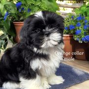 Orange collar boy - Black and white male Cavatzu puppy in Oklahoma from Rocky Oak Cavaliers & Biewer Terriers LLC