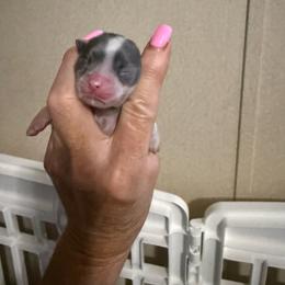 Ivy - Blue and white female Chihuahua puppy in Dime Box, Texas from Color Me Crazy Chihuahuas