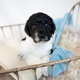 Burberry - Parti male Goldendoodle puppy in Holly Springs, Georgia from Libby Lou’s Goldendoodles