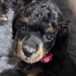 Hot Pink - Phantom female Poodle puppy in Simms, Texas from Donna’s Aussies & Pink Heart Poodles