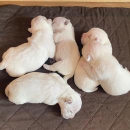 West Highland White Terrier puppies from Ravens Nest Westies