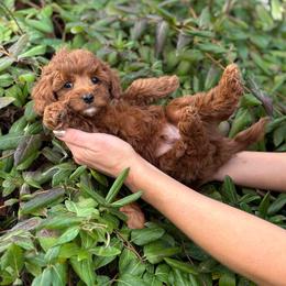 CoCoa - Red male Cavapoo puppy in Herriman, Utah from Gypsi Doodles & Poodles LLC.
