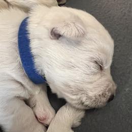 Blue - White male West Highland White Terrier puppy in Kuna, Idaho from Treasure Valley Idaho Westies