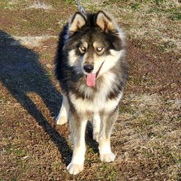 Blue - Siberian Husky