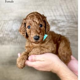 Jackie - Red  female Poodle puppy in Abilene, Texas from Mesquite Kennels