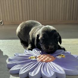 Brindle female - Brindle female Dachshund puppy in Crestview, Florida from Neverending Dachies
