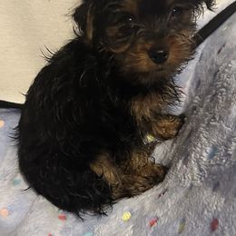 Tippy - Black and tan male Yorkshire Terrier puppy in Eden, Maryland from Canines  Unlimited