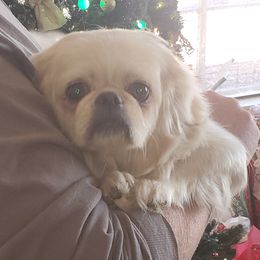 Lulu - Pekingese