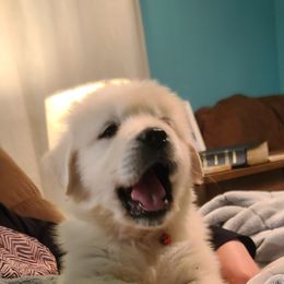 Boy 3 - Light golden Golden Retriever puppy in North Manchester, Indiana from Prairie Winds Goldens