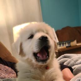 Boy 3 - Light golden Golden Retriever puppy in North Manchester, Indiana from Prairie Winds Goldens