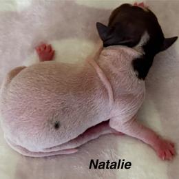 Girl 2 - White and chocolate female American Hairless Terrier puppy in Buckingham, Illinois from Gaus Hof