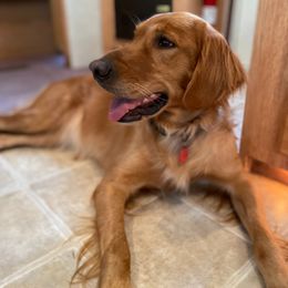 Golden Retriever All Grown Up from Golden Acres LLC