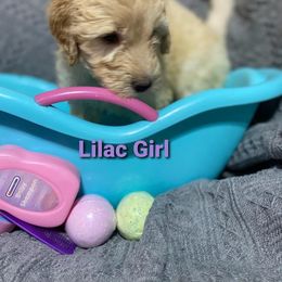 Goldendoodle Puppies from Toneytails Doodles