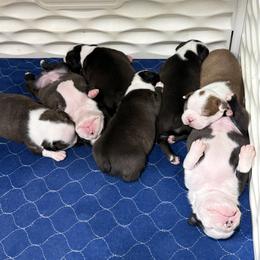 Boston Terrier Puppies from Liliya Hellams