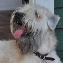 Soft Coated Wheaten Terriers from Kajun Wheaten Terriers