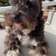 Olive (Miniature Schnauzer)