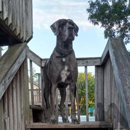 AURA - Great Dane
