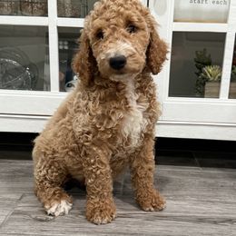 White - Apricot male Goldendoodle puppy in Bakersfield, California from Lavish Doodles