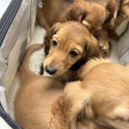Shaded Red Dapple Male Ready NOW - Red male Dachshund puppy in Cutler Bay, Florida from Dadecounty’s Dachshunds