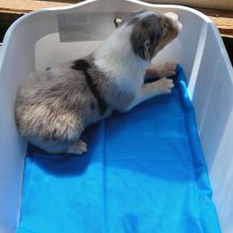 One - Blue merle white and tan male Collie puppy in St Stephens, Wyoming from Desert Kennels