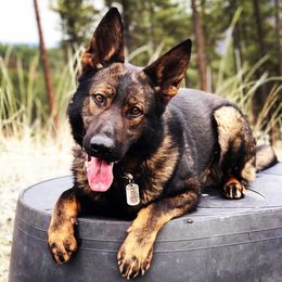 Luke - German Shepherd