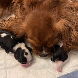 Molly - Cavalier King Charles Spaniel