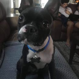 Boston Terrier Puppies from Bonze Boston Terriers