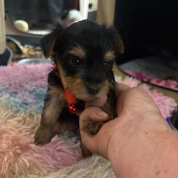 Rosey - Black and gold female Yorkshire Terrier puppy in Phoenix, Arizona from Coursey’s Yorkies