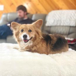 DeDe - Pembroke Welsh Corgi