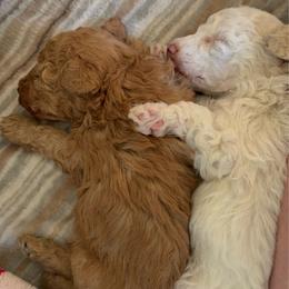 Parti Animal - Parti male Poodle puppy in Salem, Oregon from Oregon Poodle Oodle Doodles
