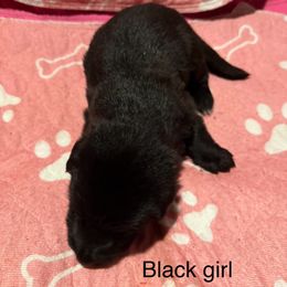 Girl 3 - Black female German Shepherd puppy in Fairdale, Kentucky from Kimberly's German Shepherds