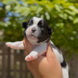 Dewy Aphid - Black and white male Shih Tzu puppy in Cedar Hill, Texas from Puppy Paper House