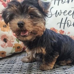 Shorkies and Yorkshire Terriers from Yorkshires of Rock Run Lodge