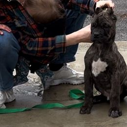 Boy 1 - Chestnut brindle Cane Corso puppy in Bucyrus, Ohio from Woodleyswarriors