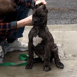 Boy 1 - Chestnut brindle Cane Corso puppy in Bucyrus, Ohio from Woodleyswarriors