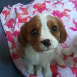 Cavalier King Charles Spaniels from Mainely Cavalier's