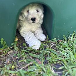 Ares - Cream male Australian Labradoodle puppy in Chuluota, Florida from Delano Australian Labradoodles