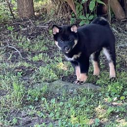 Midnight - Black and tan male Shiba Inu puppy in Clayton, Oklahoma from Kiamichi Shiba Inu