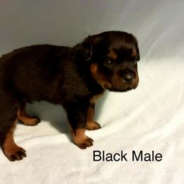 Rottweiler Puppies from Lindsay Boorman