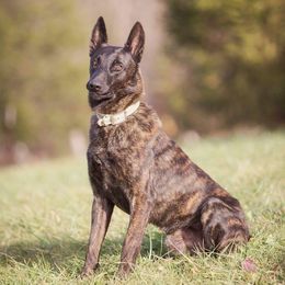 Dutch Shepherds from Sage Mountain Farm and Kennels