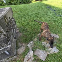 Dutch Shepherd Puppies from Acadia CanineTM
